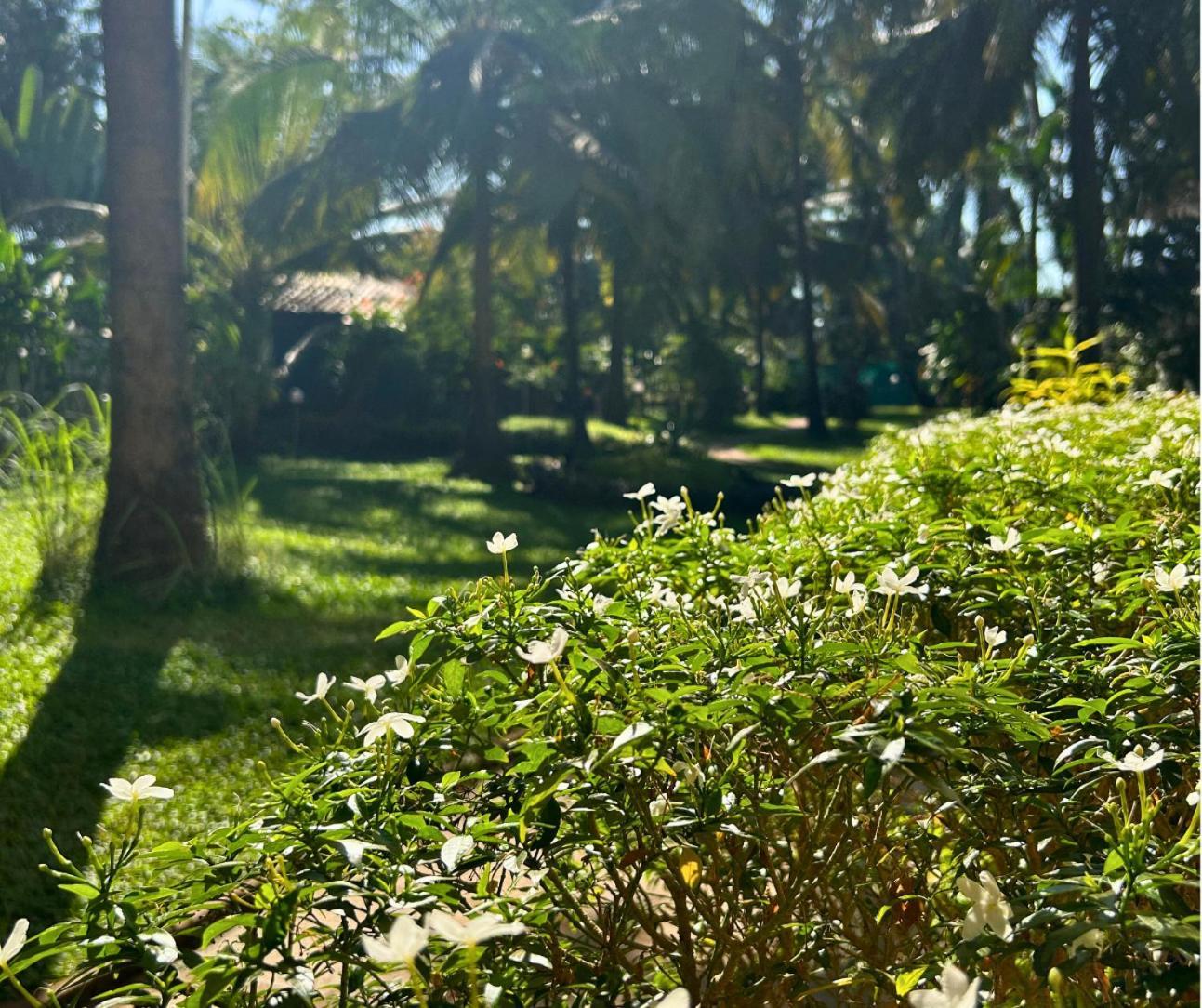 Jungle Hut-Annabelle'S Beach Apartments At Bernard Simao,Calangute,Goa Candolim Zewnętrze zdjęcie
