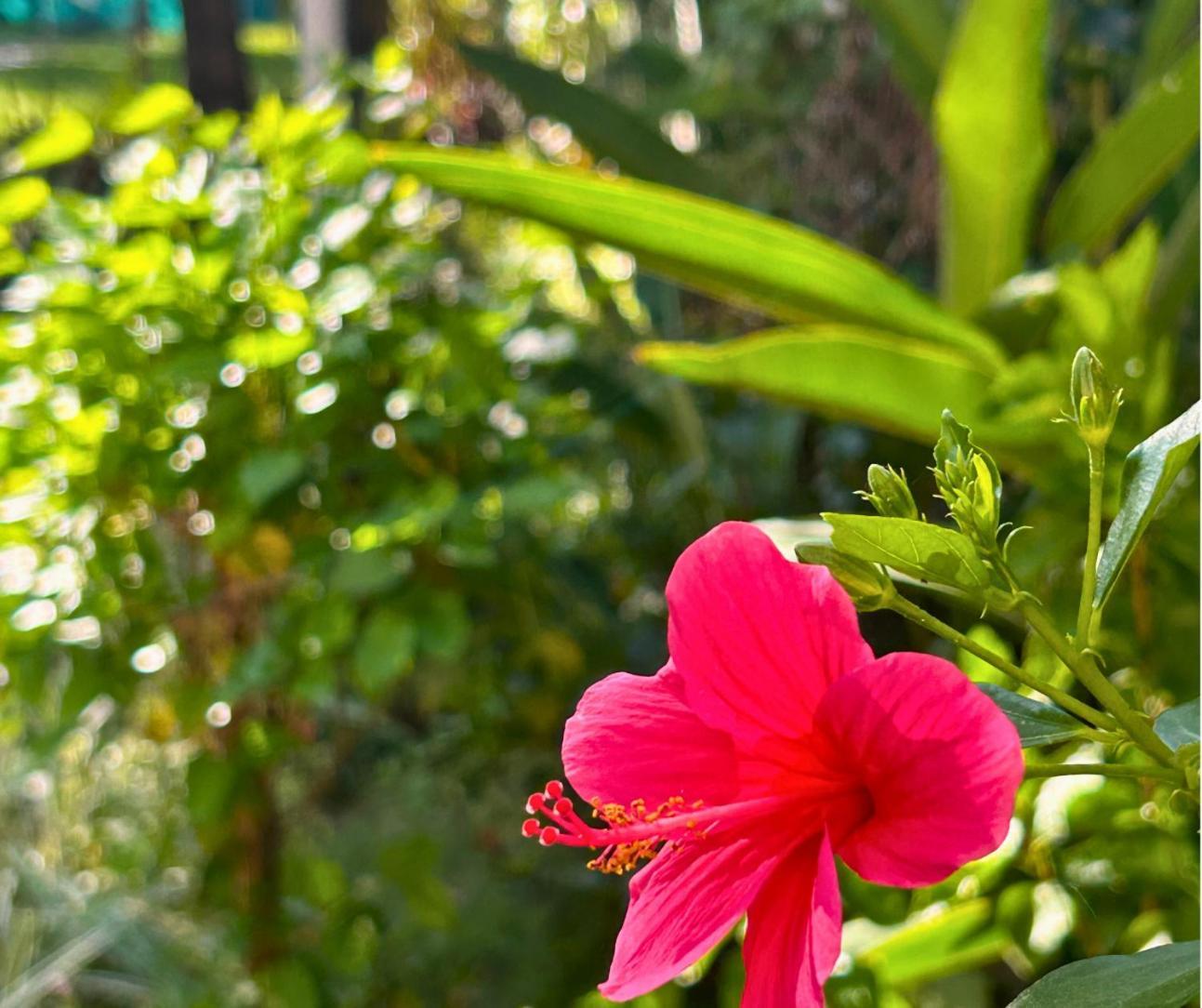 Jungle Hut-Annabelle'S Beach Apartments At Bernard Simao,Calangute,Goa Candolim Zewnętrze zdjęcie